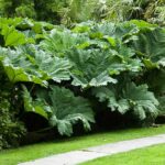 Dense & Defensive: The Ultimate Natural Barrier Plant