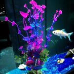 aquarium fish tank decorations