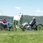 like a bicycle or a horse crossword